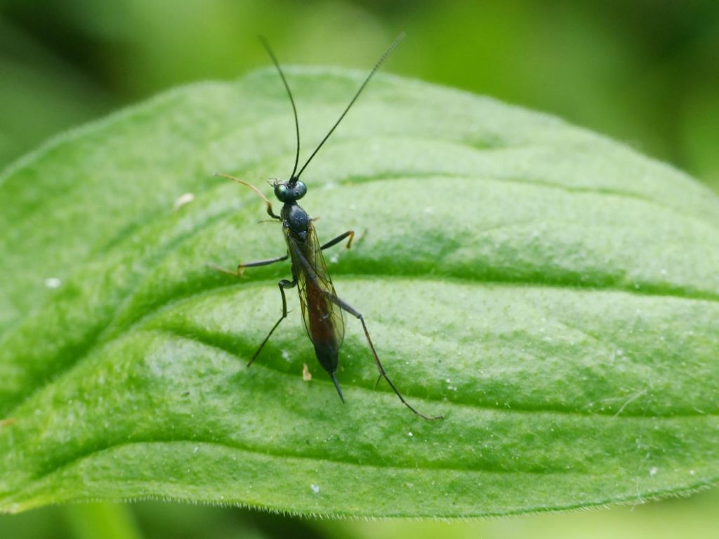 Ichneumonidae?